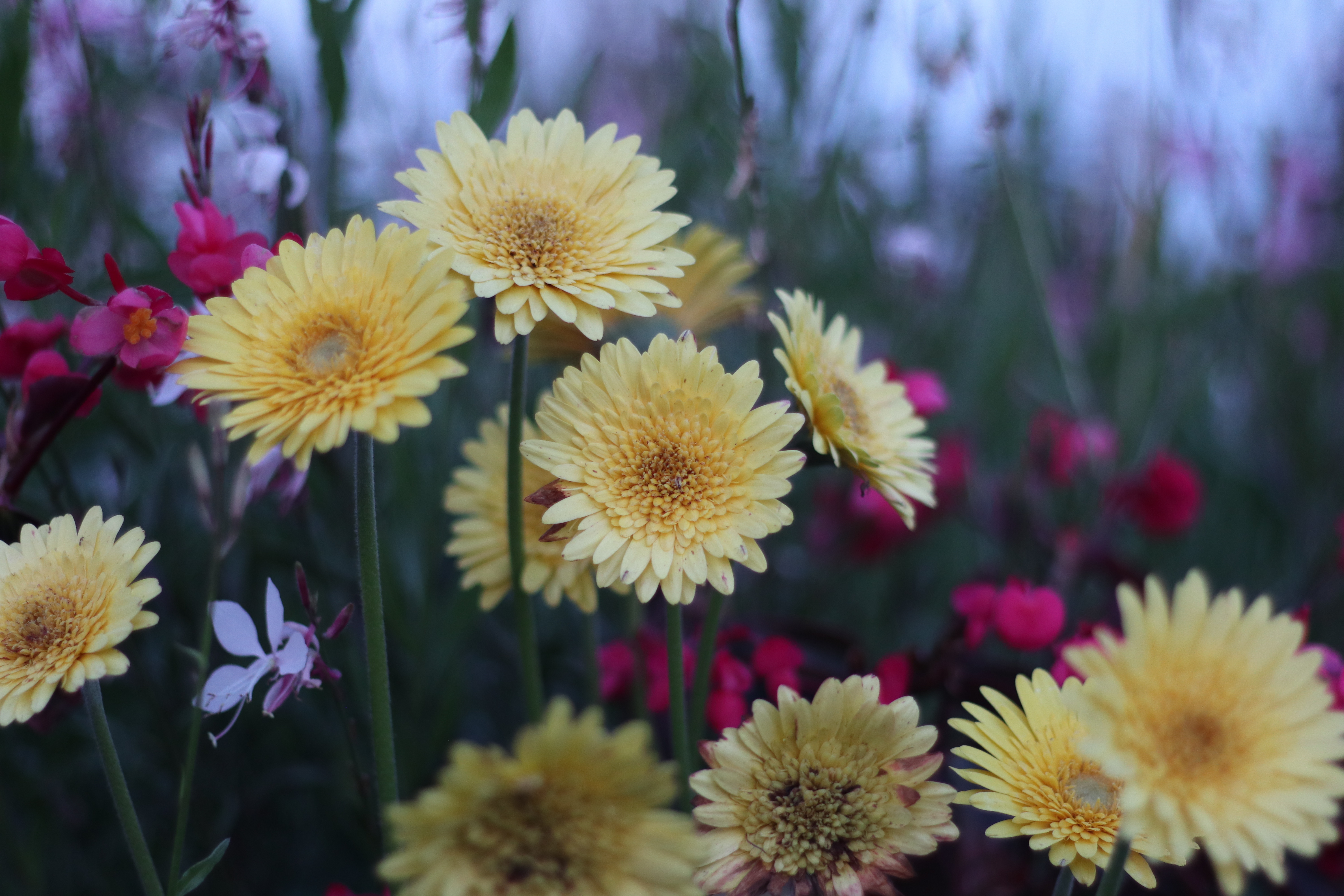 Yellow Flowers