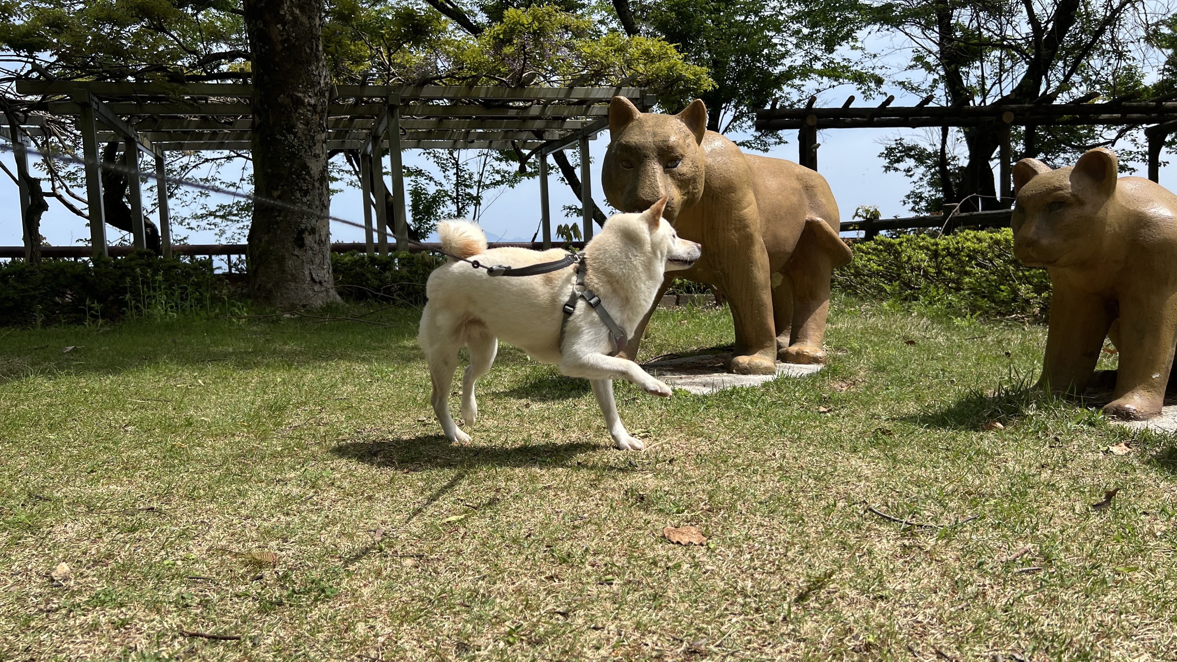 Ayumi Examines Stone Lions