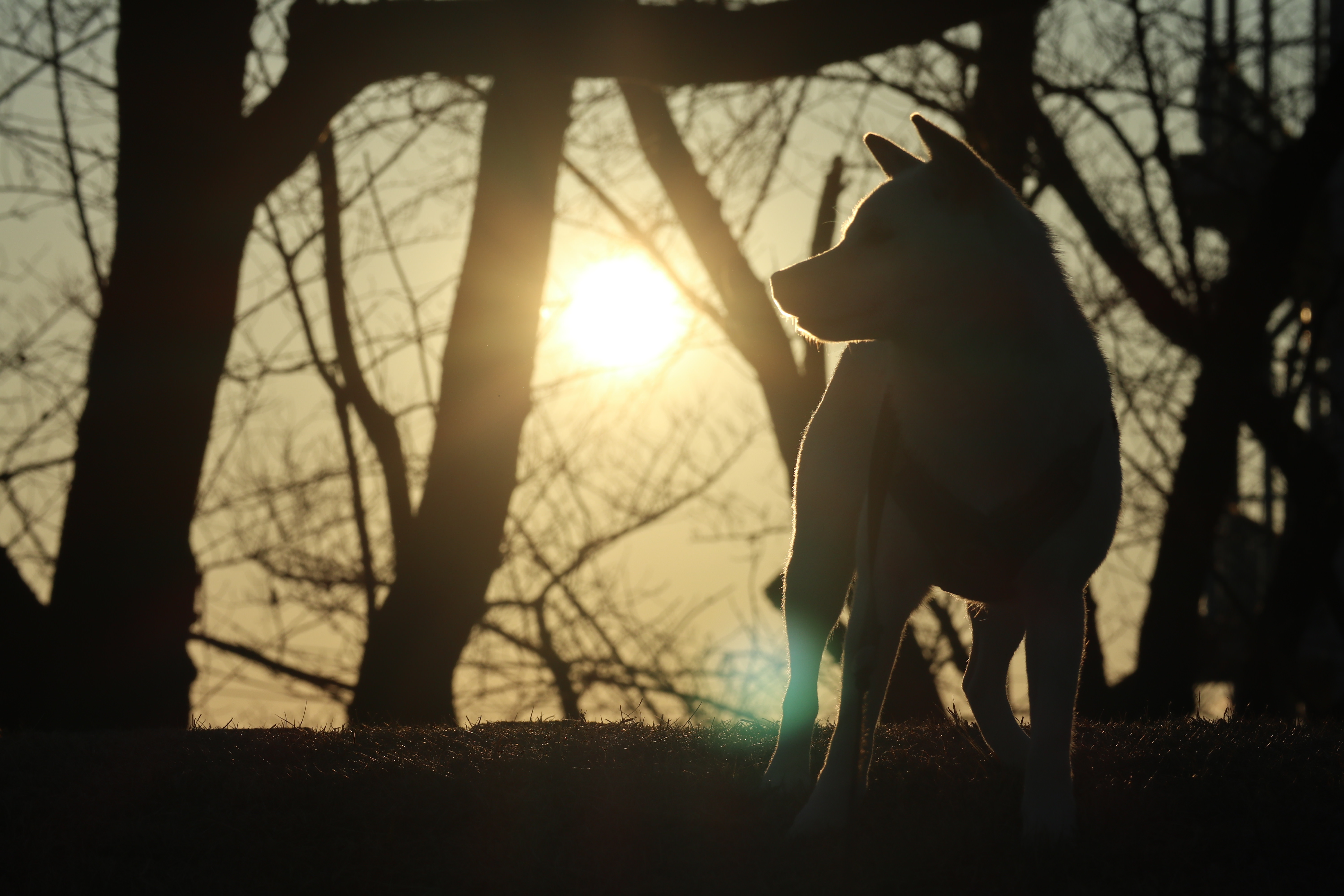 Ayumi Backlit by the Setting Sun