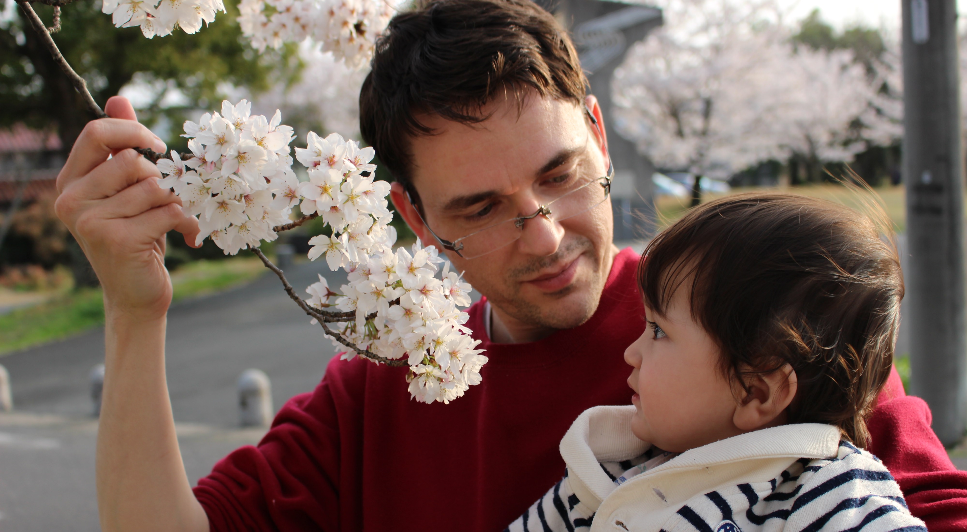 The boy and I Looking at Cherry Blossoms in Kasugai Alongside the Hatta River