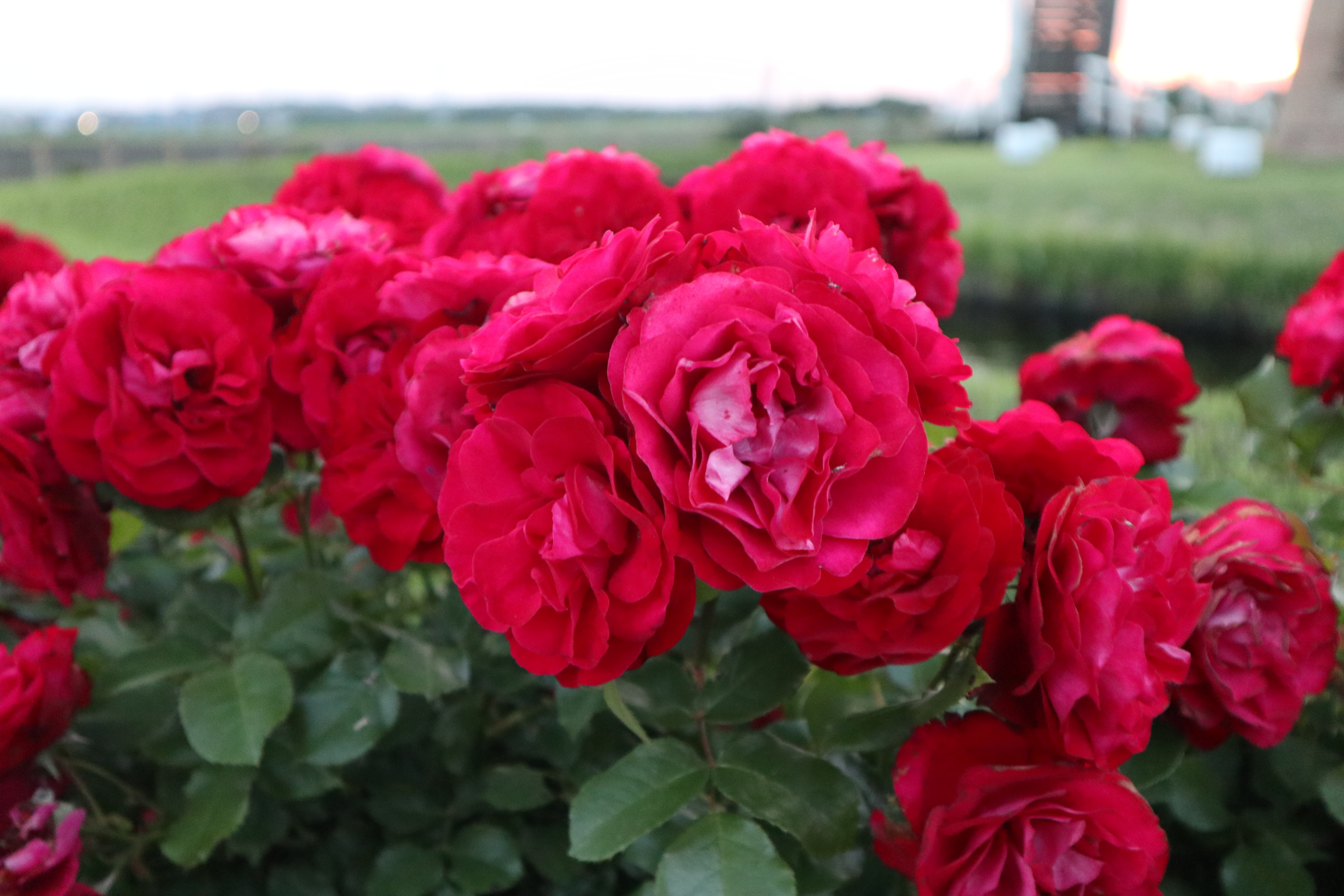 Red Flowers