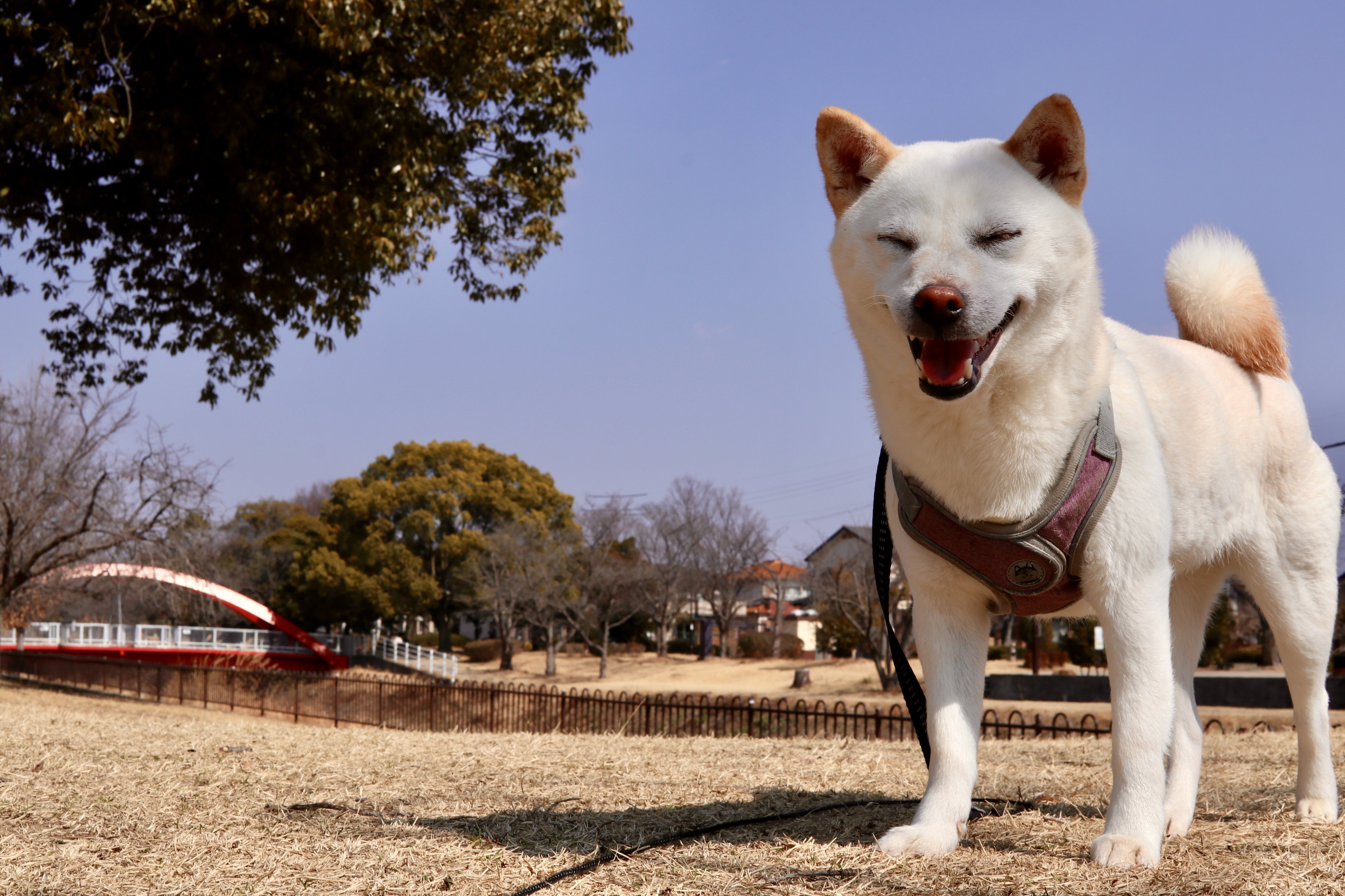 Ayumi Enjoys the Sunshine