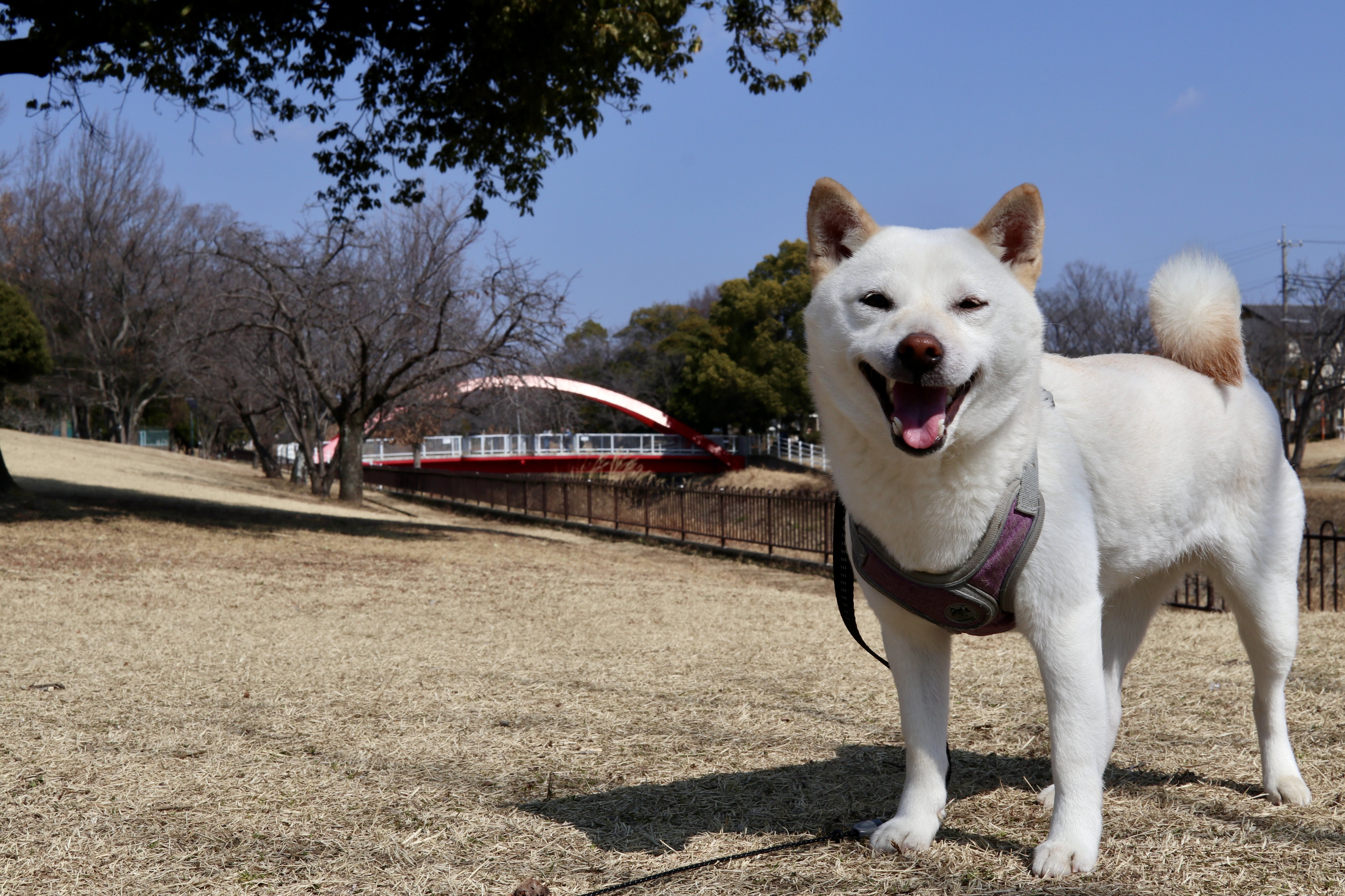 Ayumi Enjoys the Sunshine