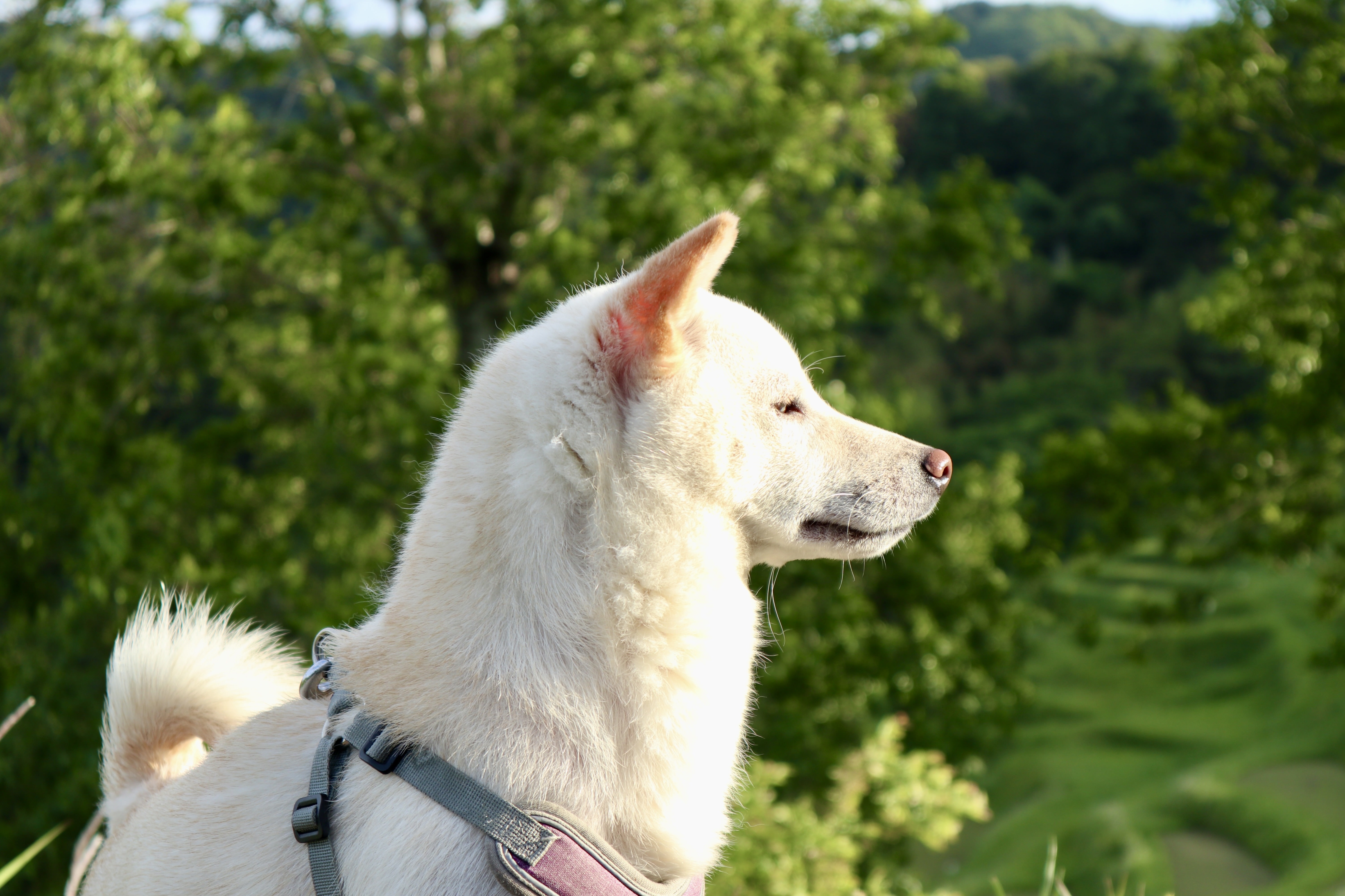 Ayumi Looks into the Distance